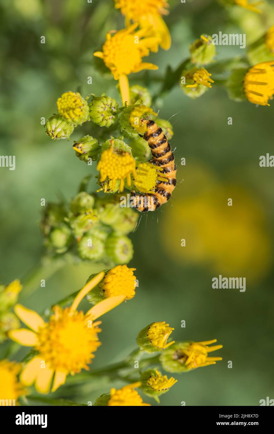 Feeding Cinnabar (Tyria jacobaeae) caterpillar Stock Photo