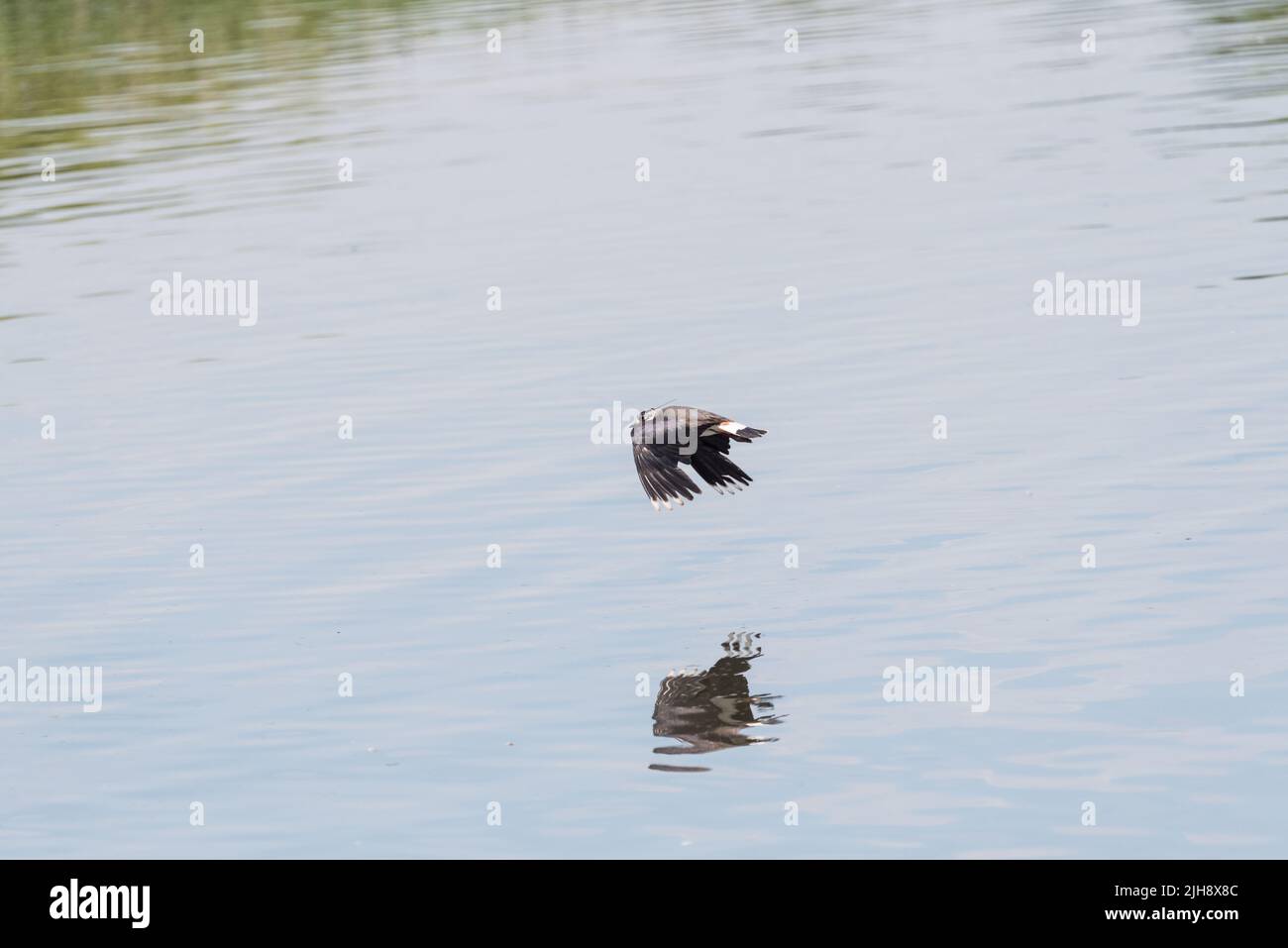 Flying Lapwing (Vanellus vanellus) Stock Photo