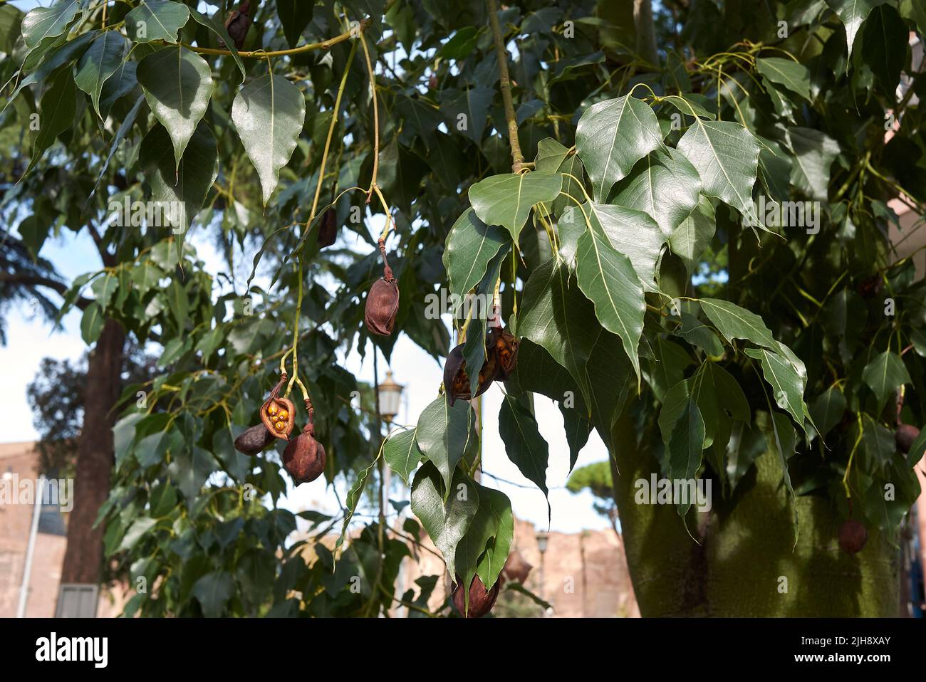Brachychiton populneus branch with fruit Stock Photo