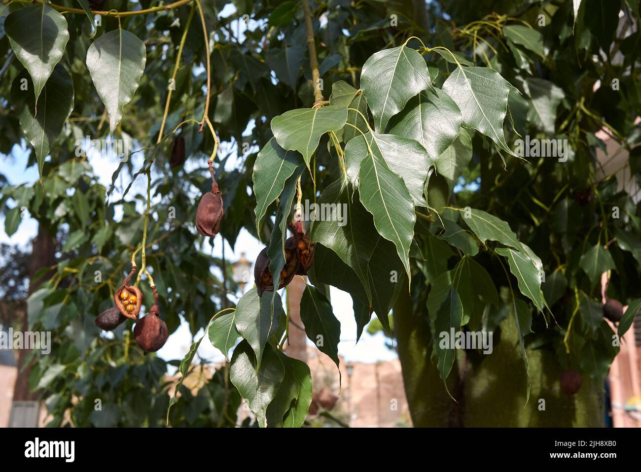 Brachychiton populneus branch with fruit Stock Photo