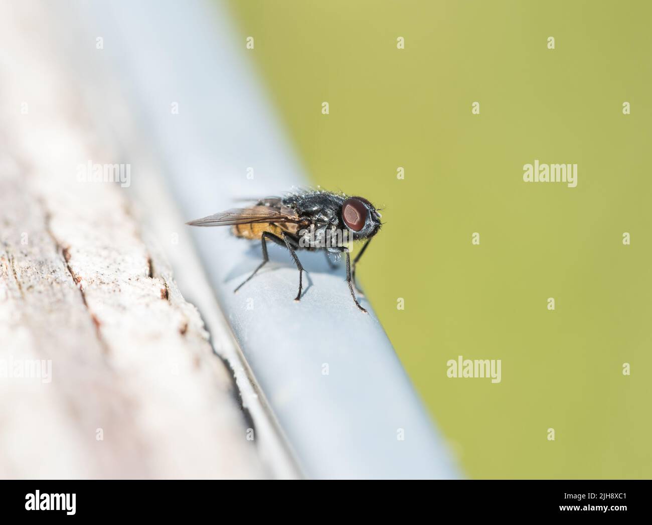 Muscid fly perched on a fence Stock Photo