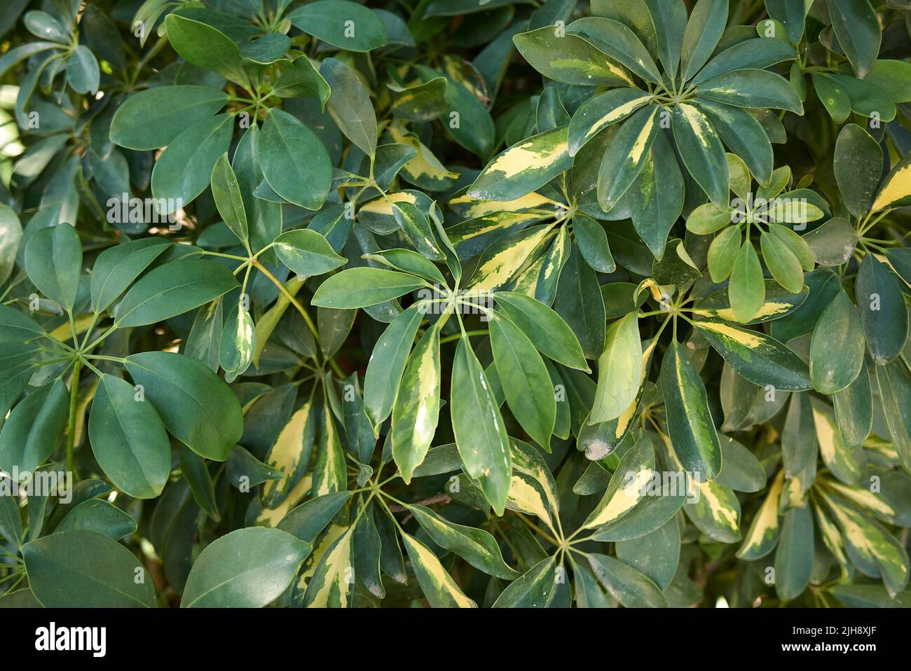 Schefflera arboricola textured foliage Stock Photo