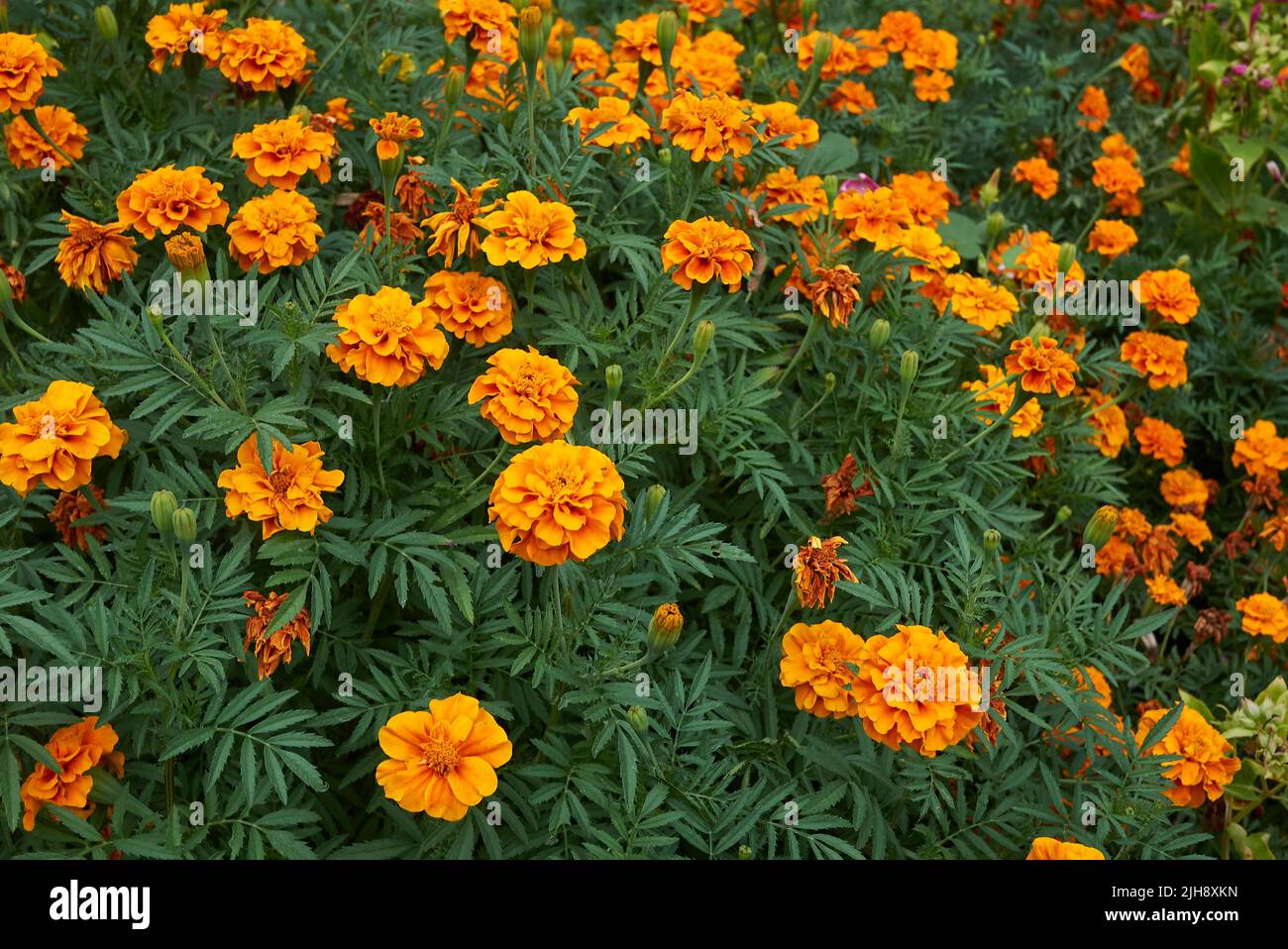 Tagetes colorful flowers Stock Photo