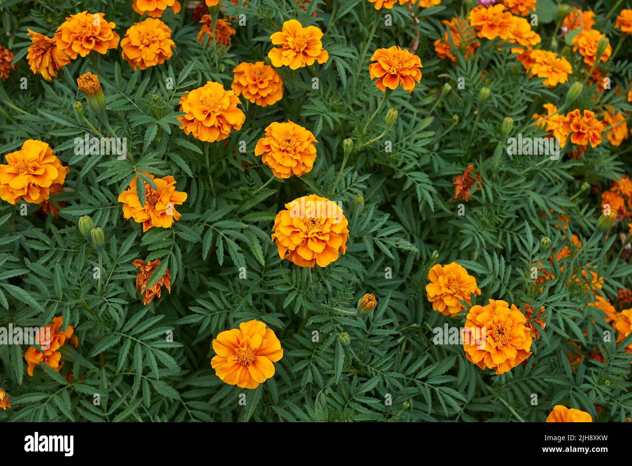 Tagetes colorful flowers Stock Photo