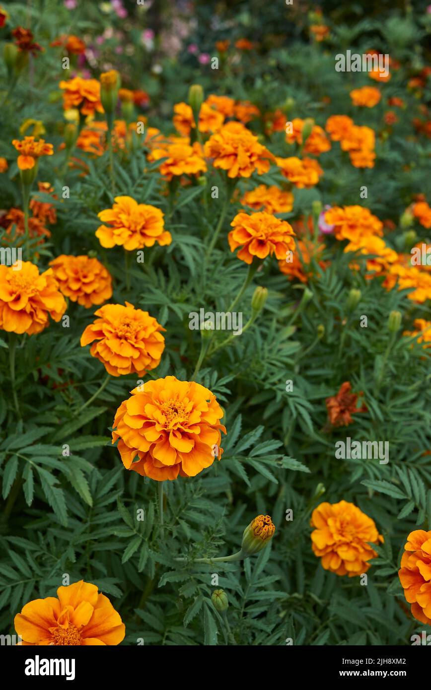 Tagetes colorful flowers Stock Photo