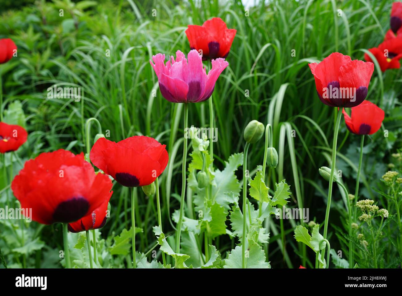 Red and pink Papaver somniferum, Opium poppy or Breadseed poppy flowers