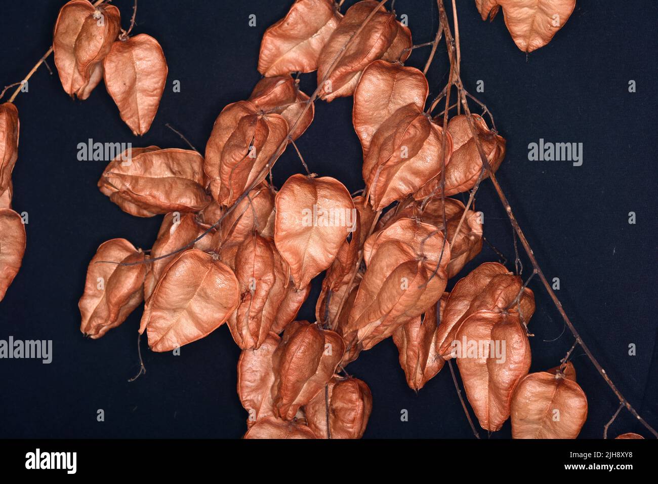 Golden rain tree fruit, pride of India, China tree and varnish tree