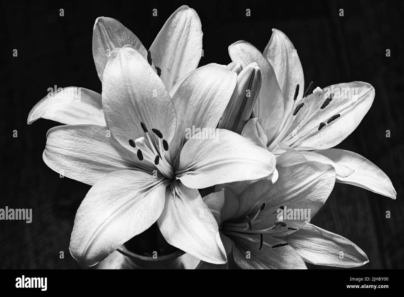 Pictures of lilies Black and White Stock Photos & Images - Alamy