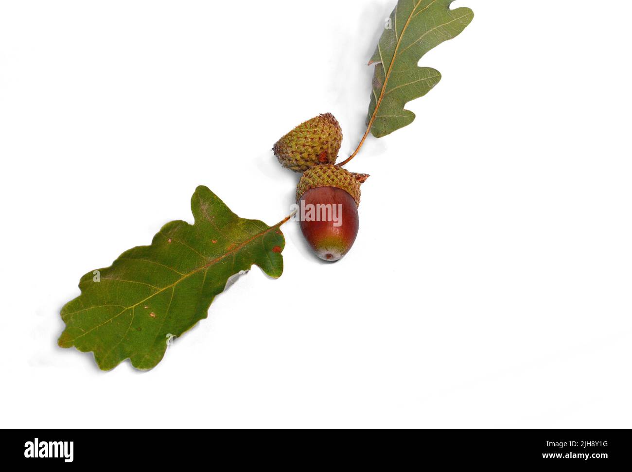 Oak branch with acorn and green leaves on white background Stock Photo
