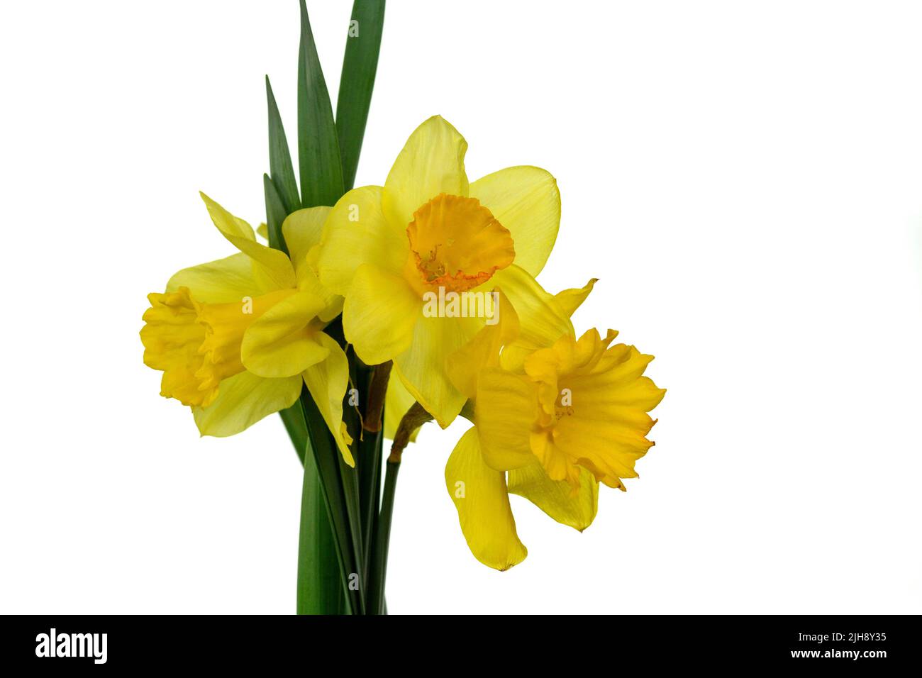 Bouquet of yellow daffodils flowers isolated on white background Stock ...