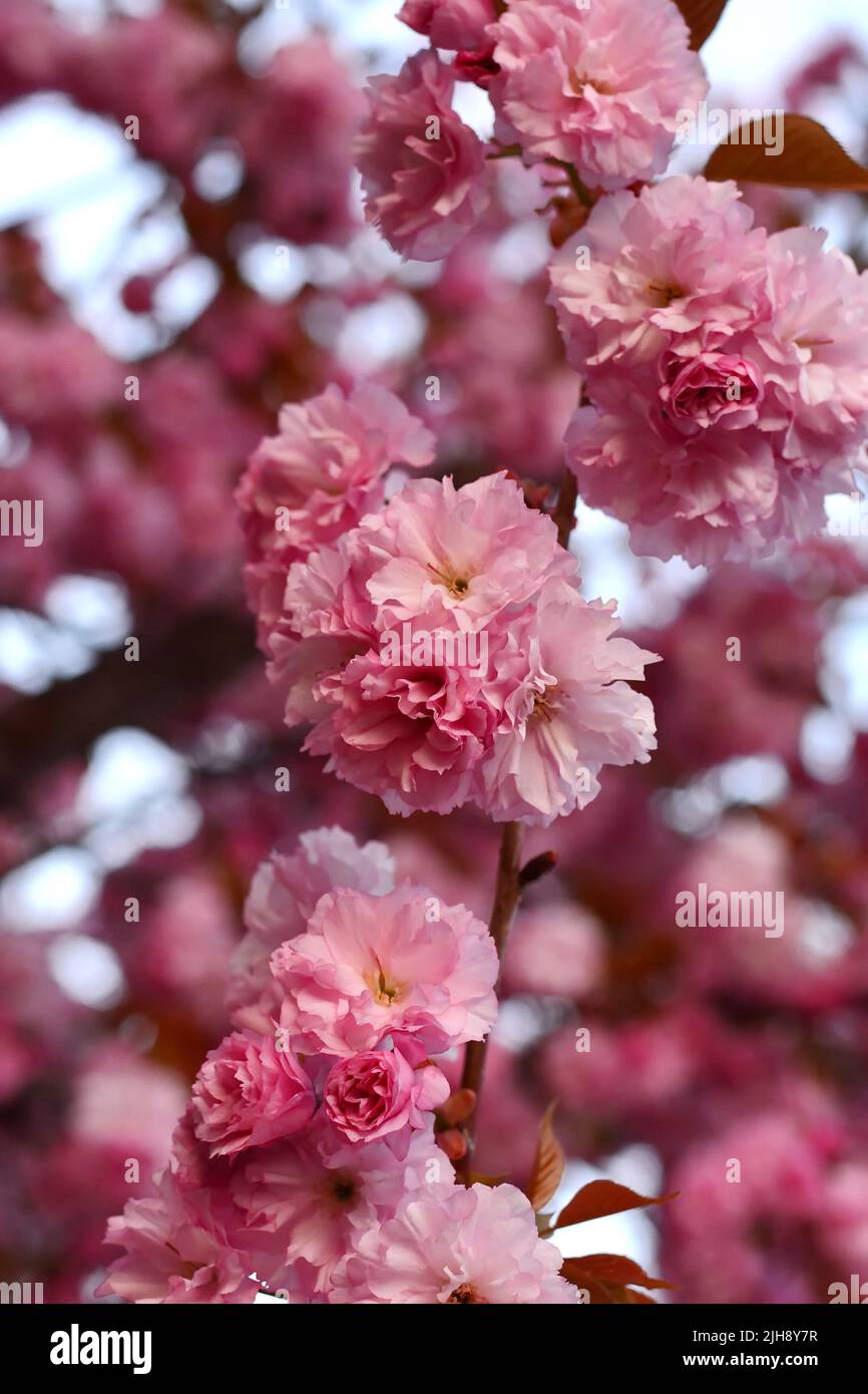 Branch of Prunus Kanzan cherry. Pink double flowers and green leaves in the blue sky background, close up. Prunus serrulata, flowering tree. Stock Photo