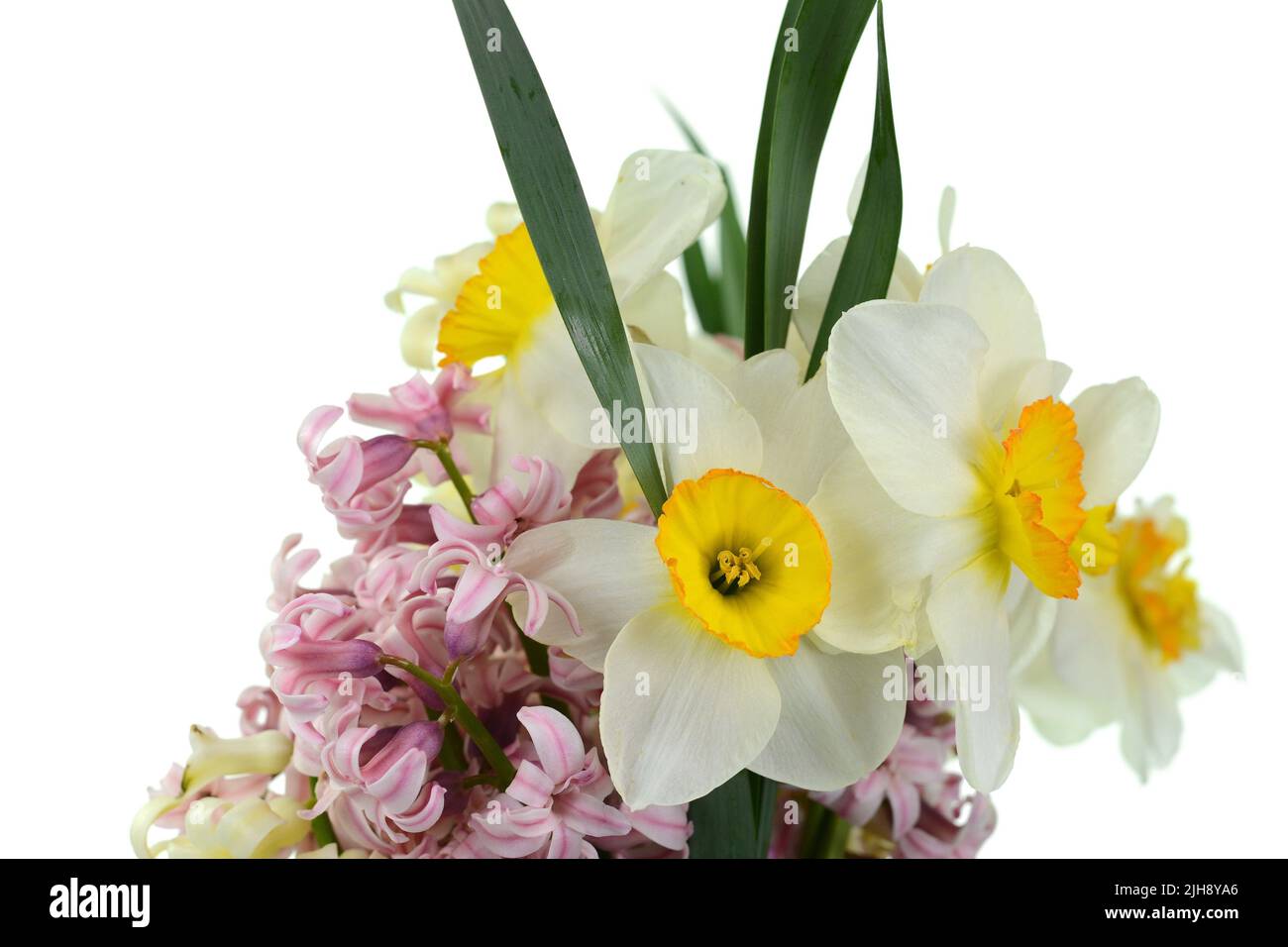 Spring bouquet of flowers isolated on white background. Blue Hyacinth ...