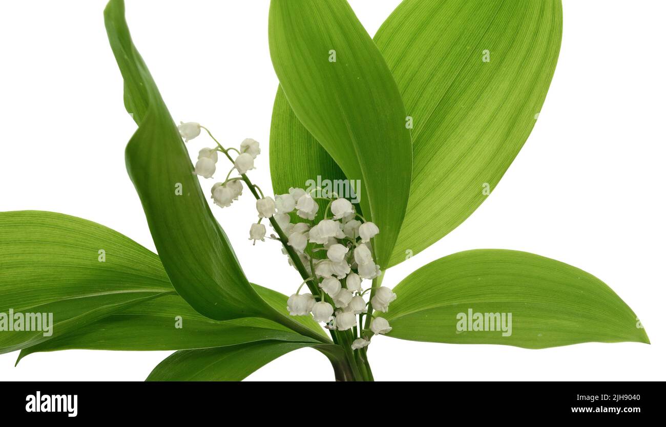 Lilly of the valley flowers and leaves bouquet isolated on white ...
