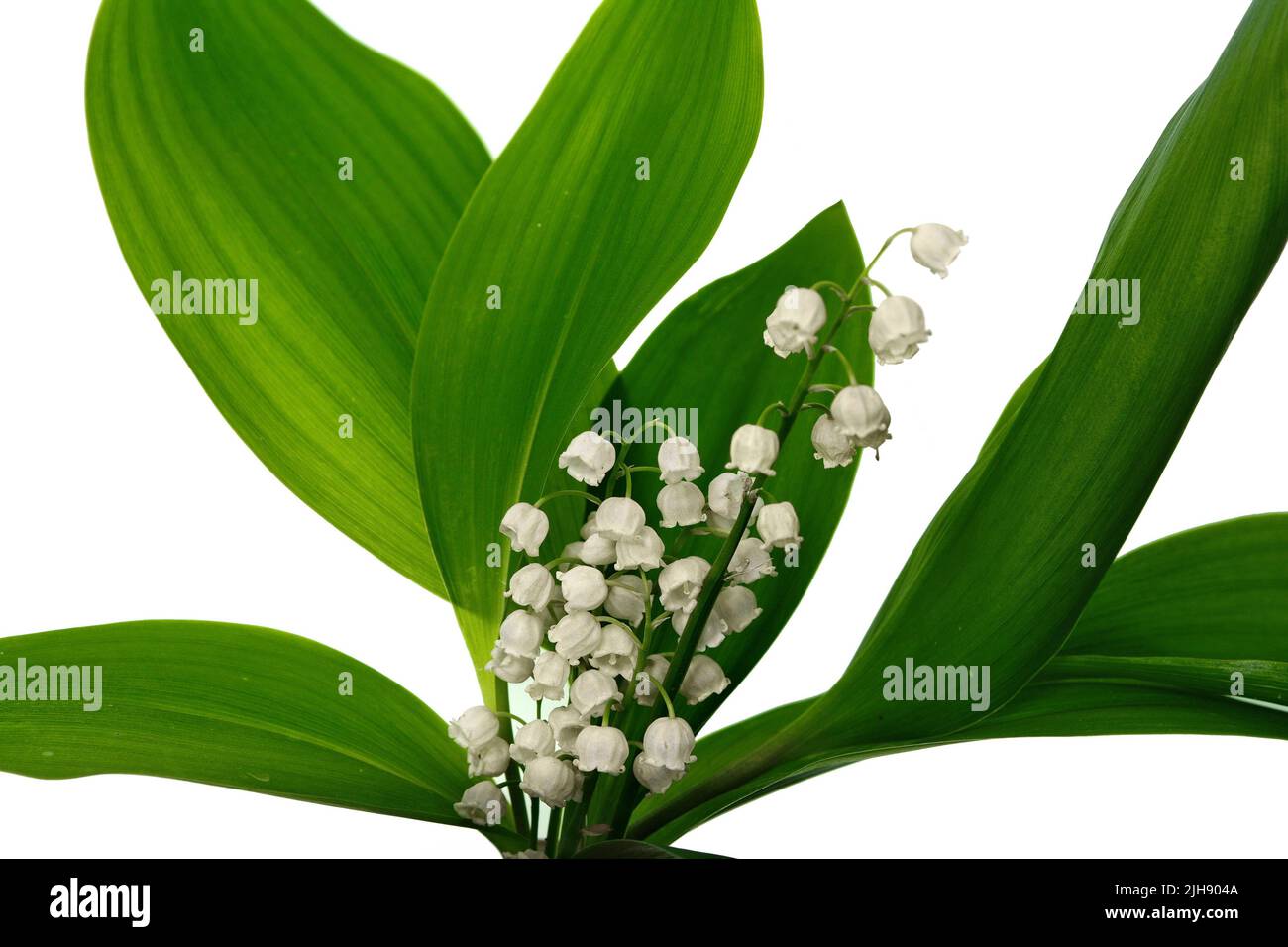 Lilly of the valley flowers and leaves bouquet isolated on white ...