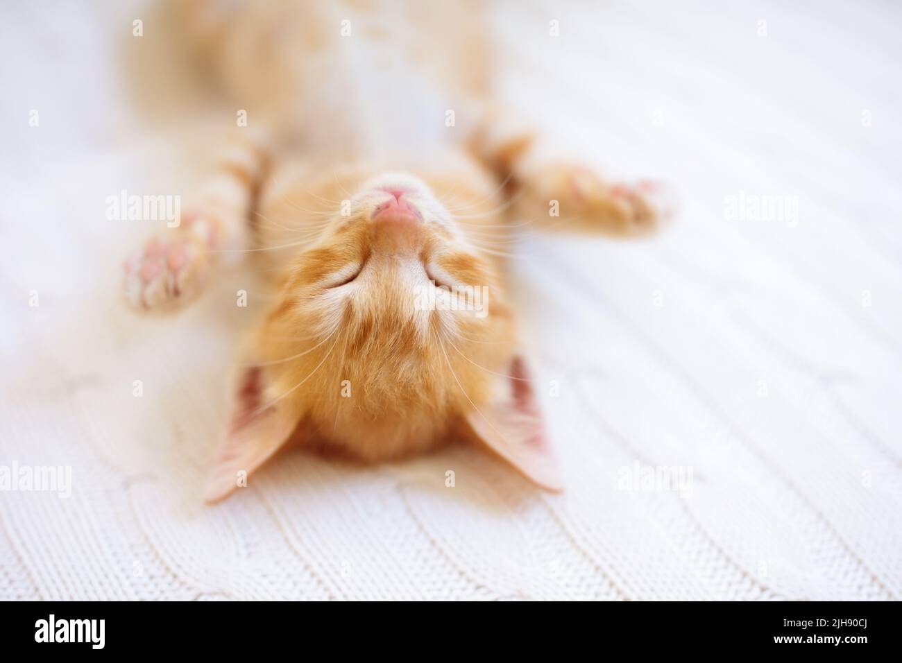 Baby cat sleeping. Ginger kitten on couch under knitted blanket