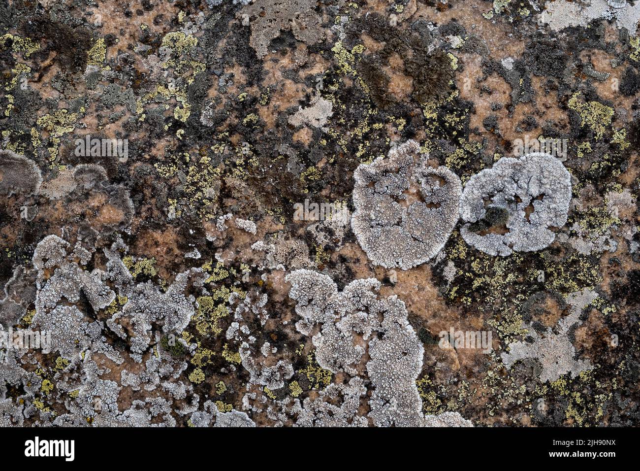 Different lichens growing on limestone Stock Photo