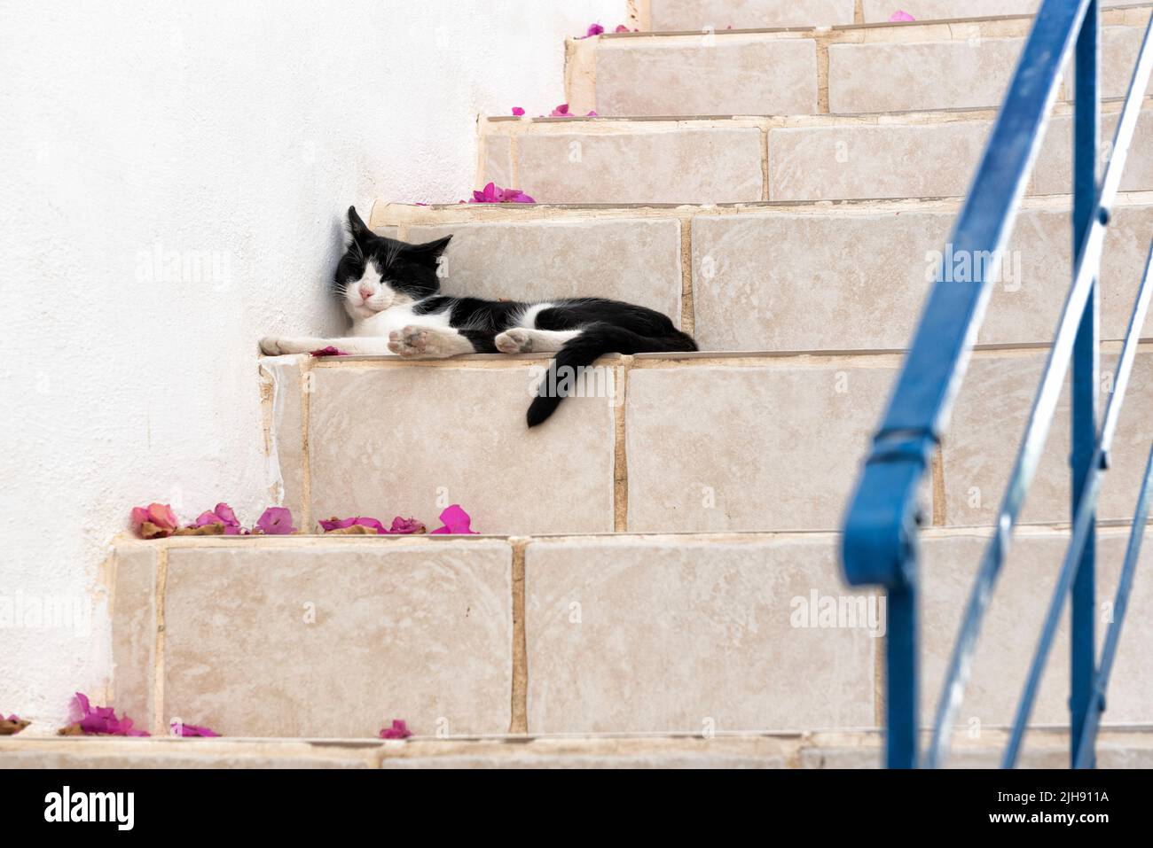Cat taking a nap on stairs Stock Photo