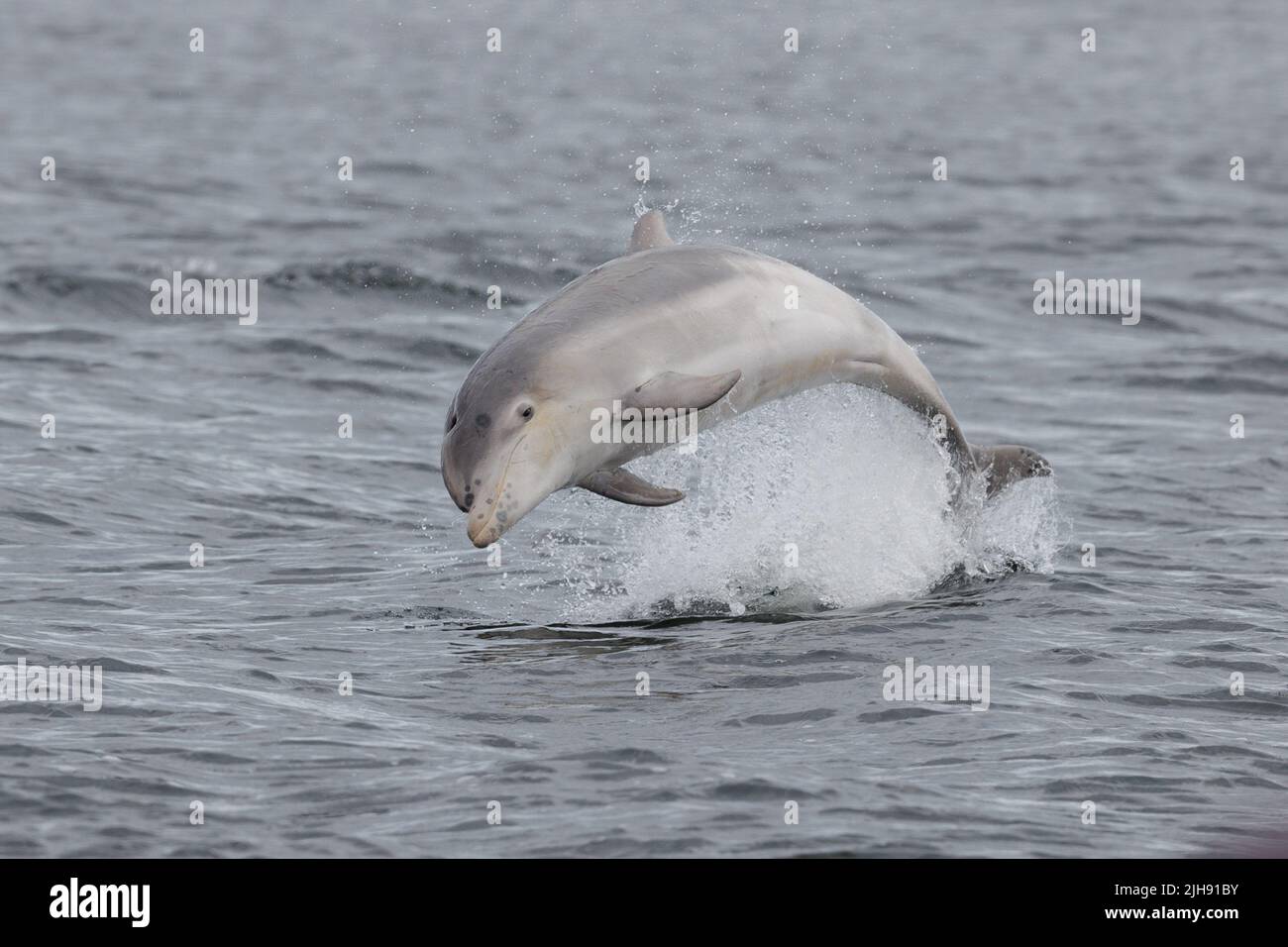 Bottlenose dolphin. Moray Firth. Scotland. 2022. Stock Photo