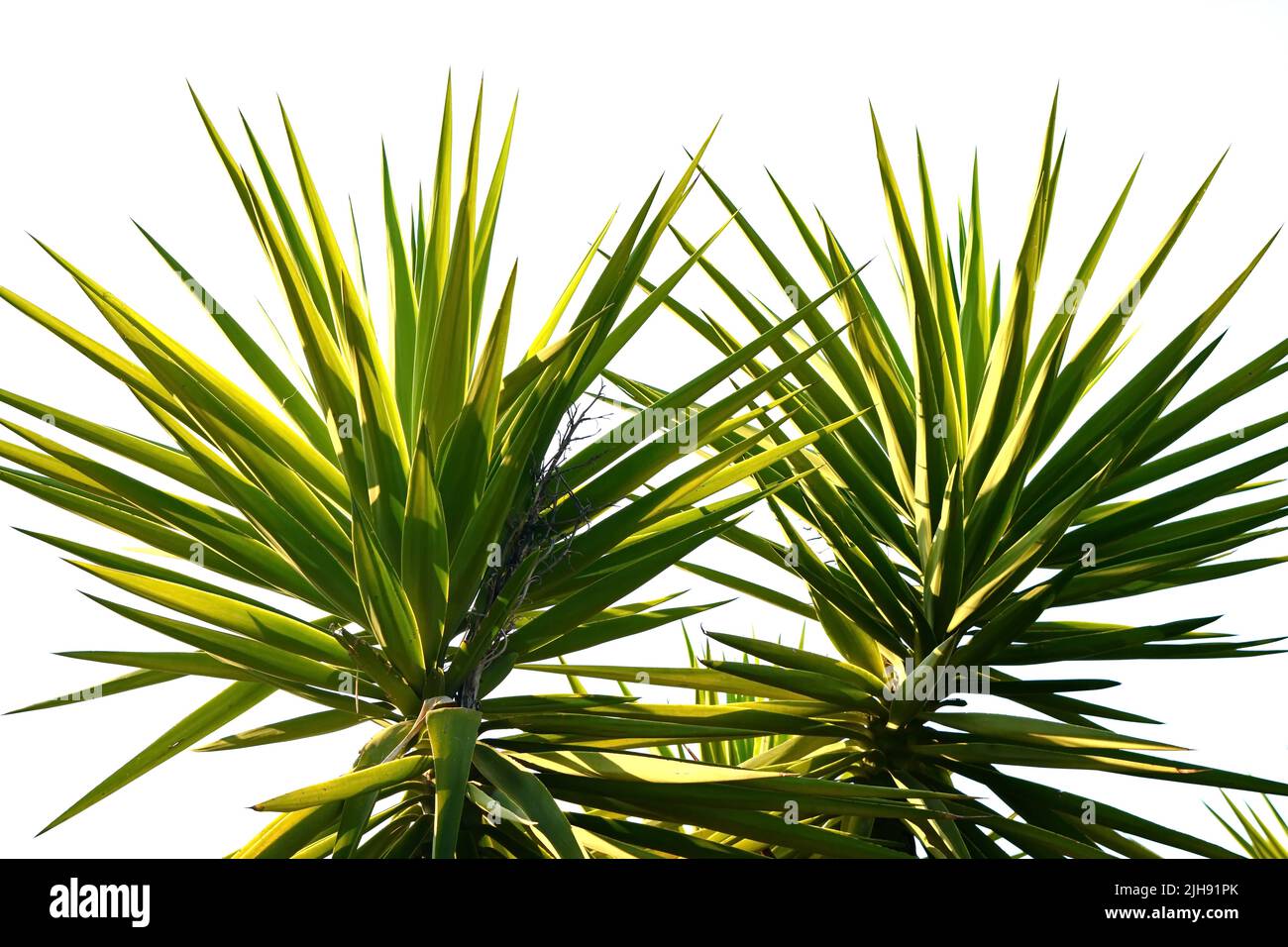 Leaves of palm tree isolated on white background Stock Photo - Alamy