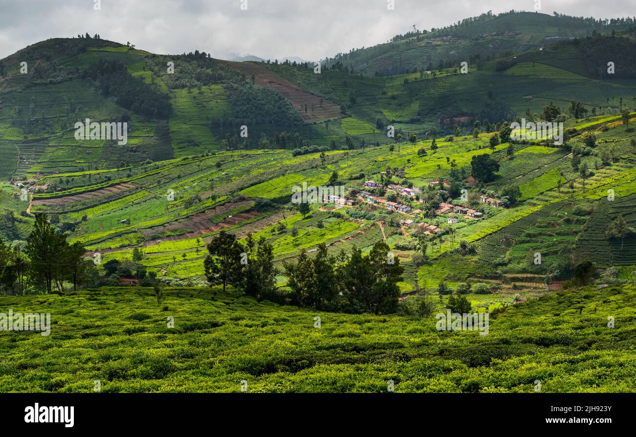 Beautiful landscape in Ooty, Tamilnadu, India Stock Photo