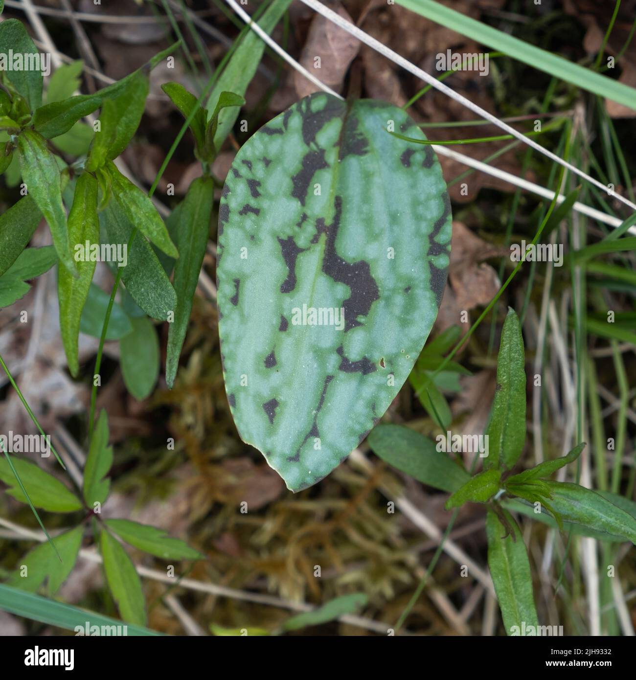 Dog tooth violet (Erythronium dens-canis) green leaf with dark brown stains Stock Photo