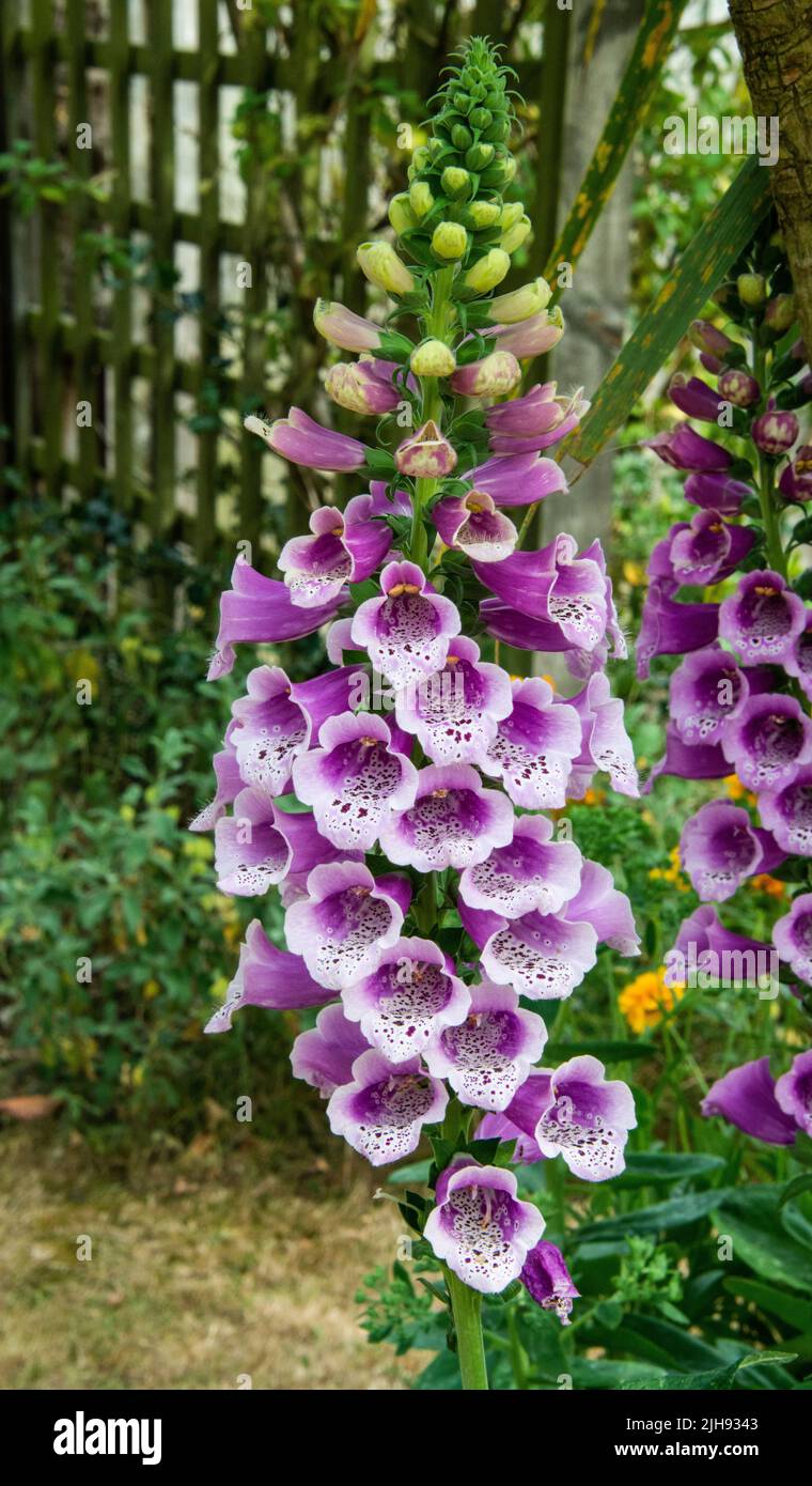 Foxglove Blooms. (digitalis) Stock Photo