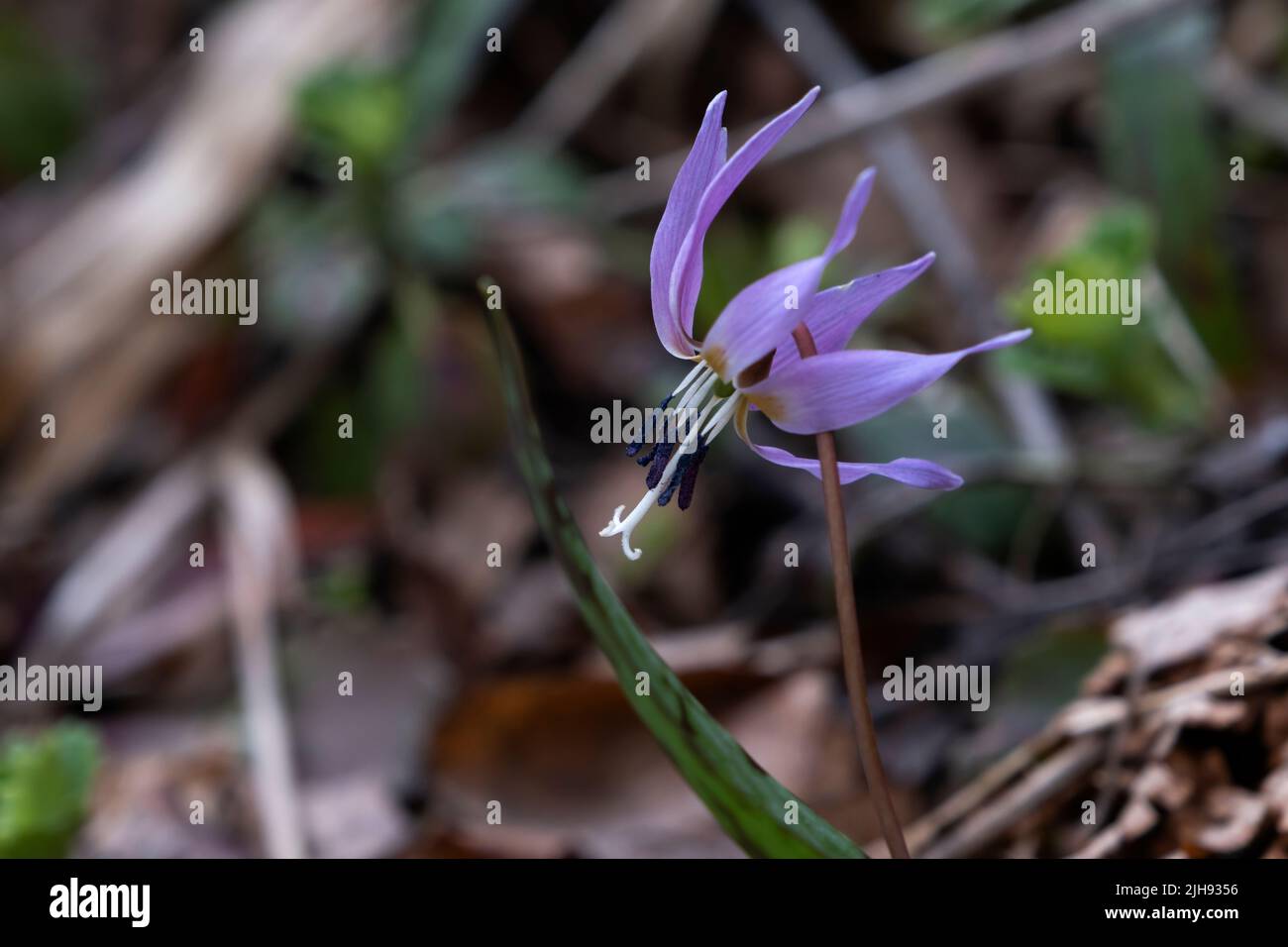 Dogtooth violet (Erythronium dens-canis) springtime flower Stock Photo
