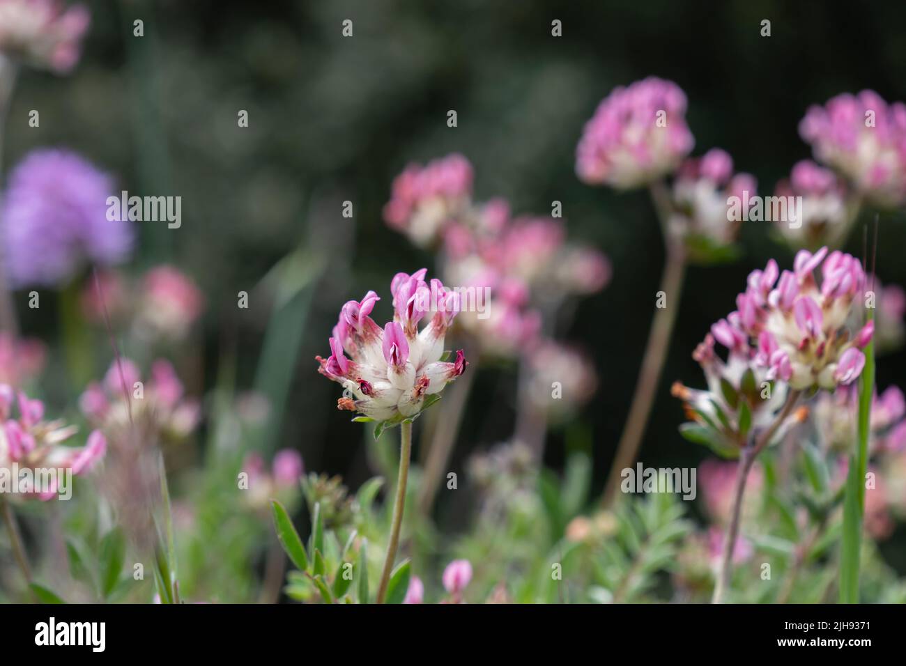 Anthyllis vulneraria subsp. iberica pink flowers Stock Photo