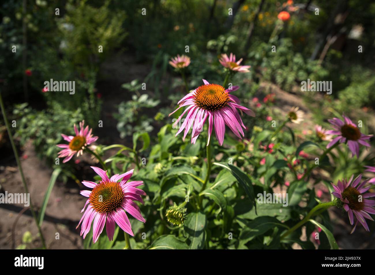 Echinacea purpurea. Flower plant commonly known as coneflower. Stock Photo