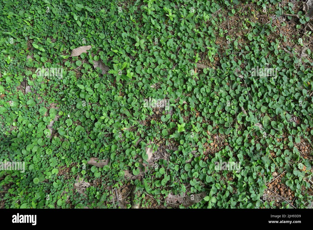 Overhead view of wild grown Indian penny-wort or Gotu kola (Centella asiatica) plants with creeping tick trefoil plants and several grass plants Stock Photo