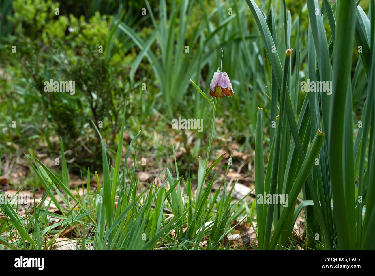 Pyrenean fritillary or Pyrenean snake's-head (Fritillaria pyrenaica) scarlet colored flower Stock Photo