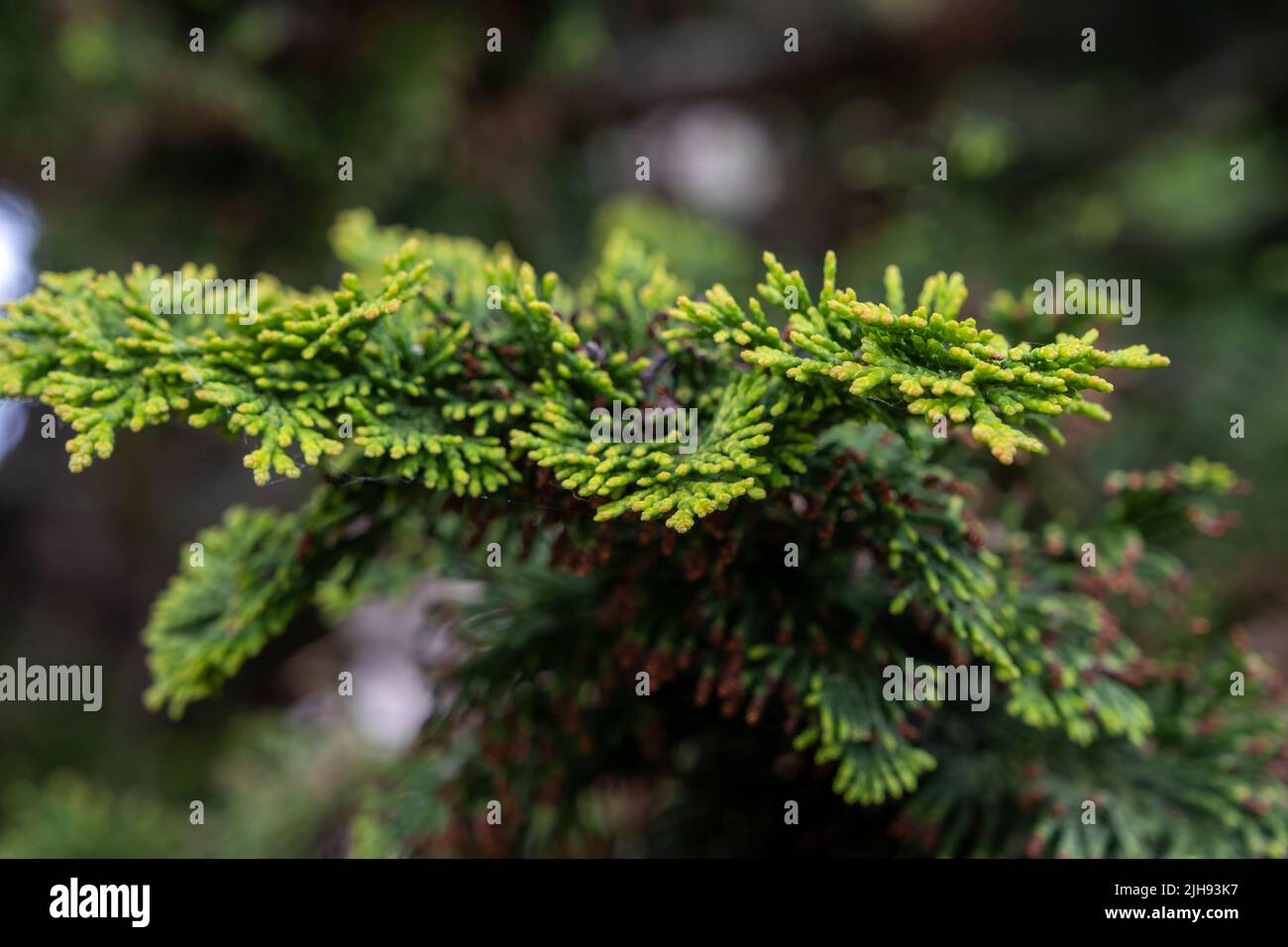 Hinoki japanese cypress (Chamaecyparis obtusa) evergreen scale-like leaves Stock Photo