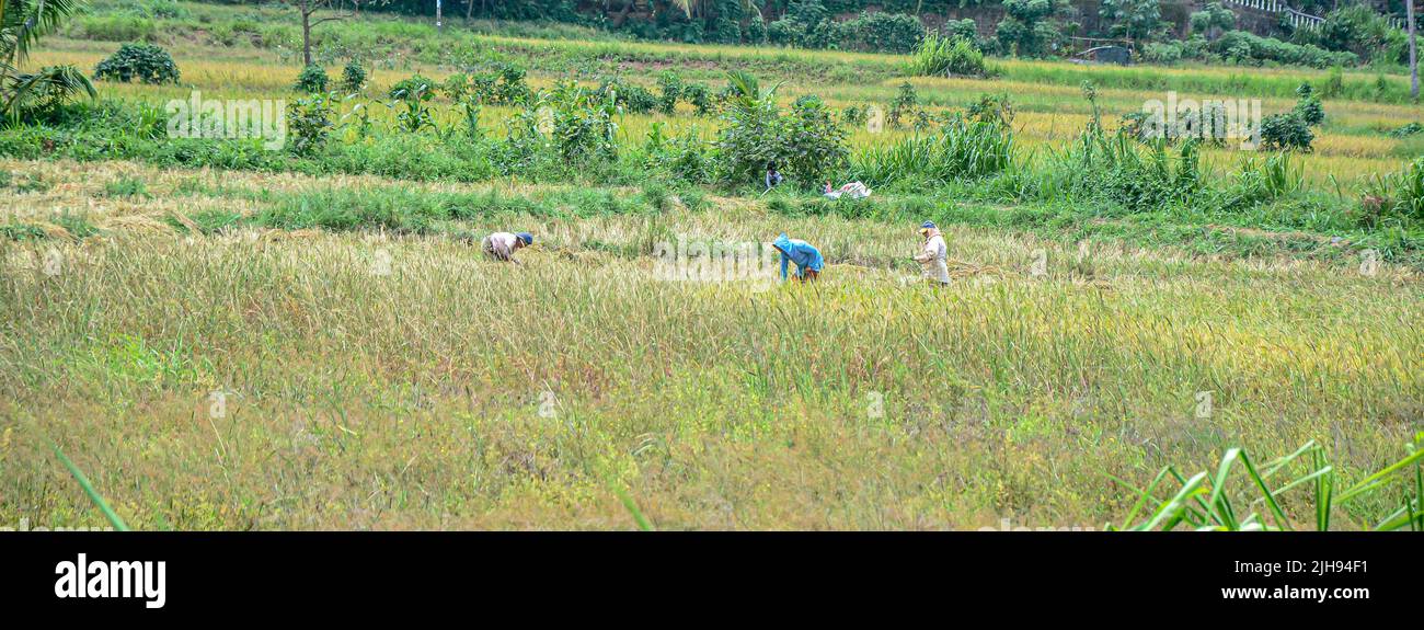 Women farmers cultivating in the dry zone of Sri Lanka Stock Photo Alamy