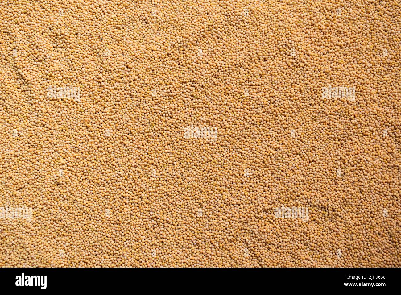 Raw whole dried yellow mustard seeds Stock Photo Alamy