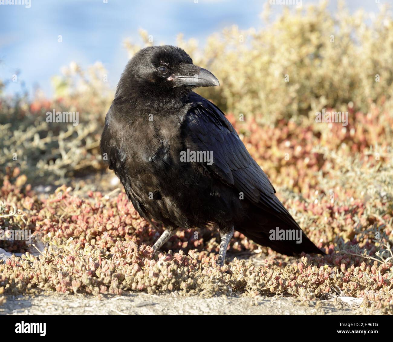 Young Common Raven standing on marshland. Santa Clara County County, California, USA. Stock Photo