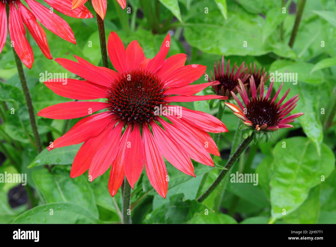 close-up of a beautiful red echinacea purpurea in a flower bed Stock Photo