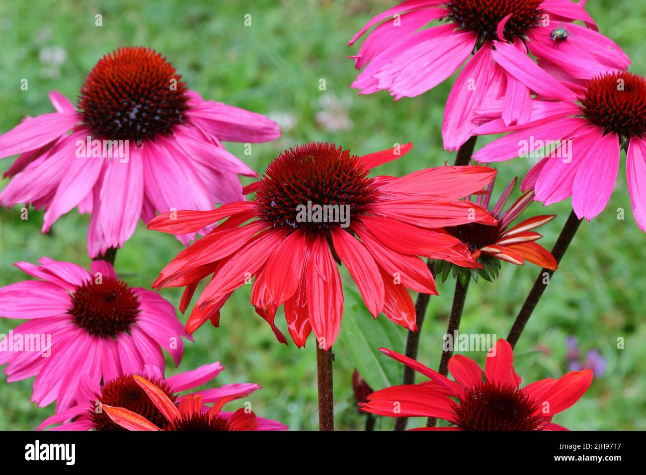 close-up of wet pink and red echinacea purpurea flowers after a rain shower, selective focus Stock Photo