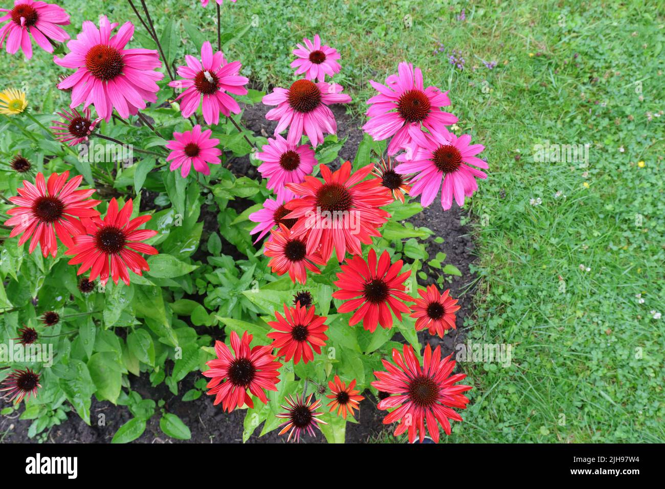 beautiful red and pink echinacea purpurea flowers in a flower bed Stock Photo