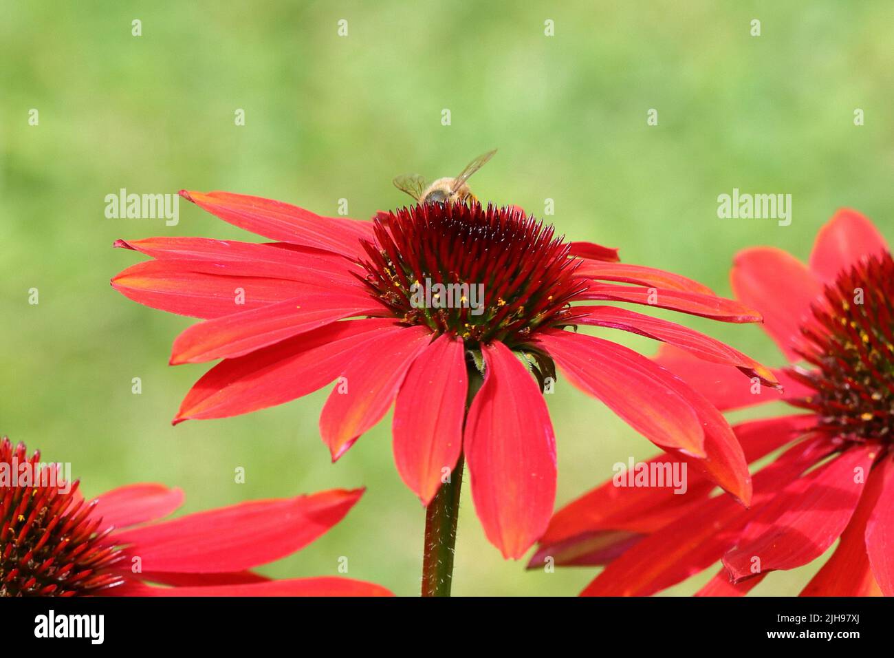 close-up of a red echinacea purpurea against a blurry background, copy space Stock Photo
