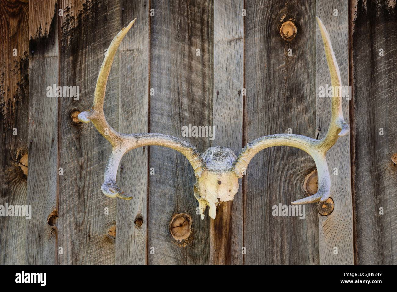 Deer antlers and skull on cabin at Historic Cant Ranch, Sheep Rock Unit, John Day Fossil Beds National Monument, Oregon. Stock Photo