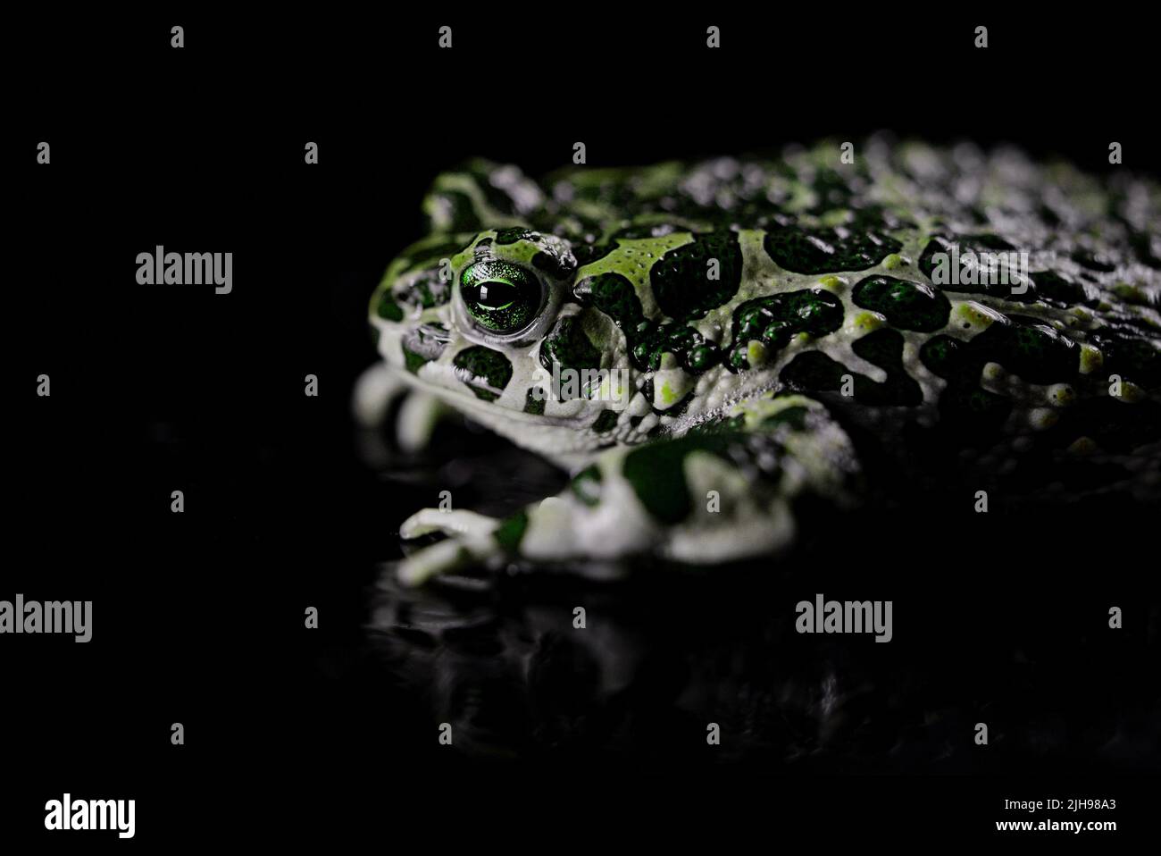 Toad Breating Amazing tropical frog or toad close-up. Natterjack breathing and ...