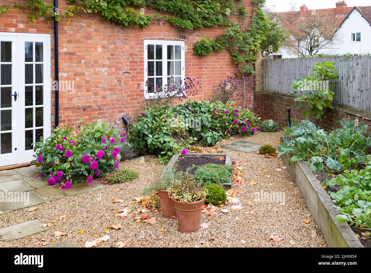 UK garden of Victorian country house in autumn, with gravel, York stone patio, French doors and oak sleeper raised beds. Stock Photo