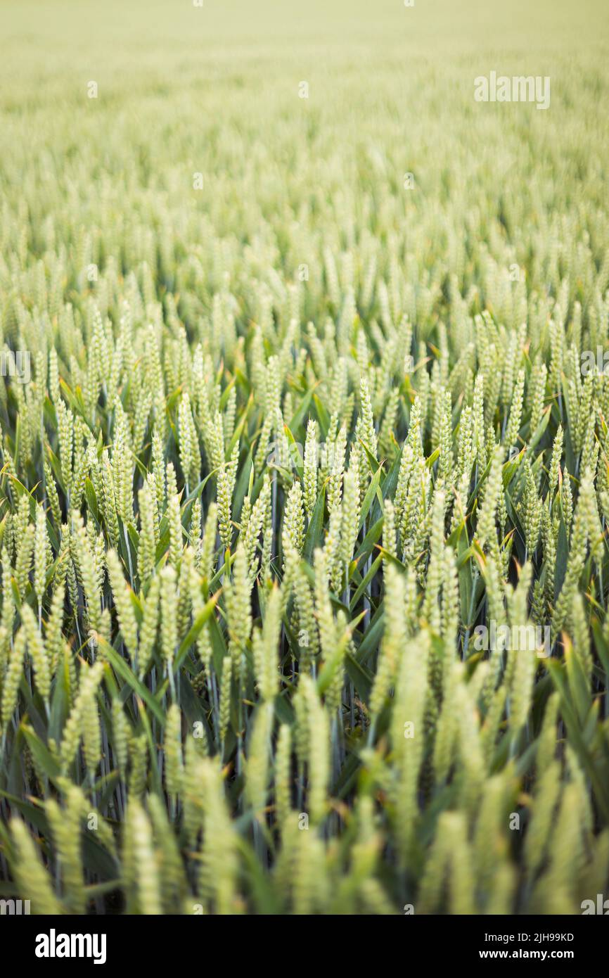 Field of crops. Close-up of green ears of wheat growing on a farm in UK countryside Stock Photo