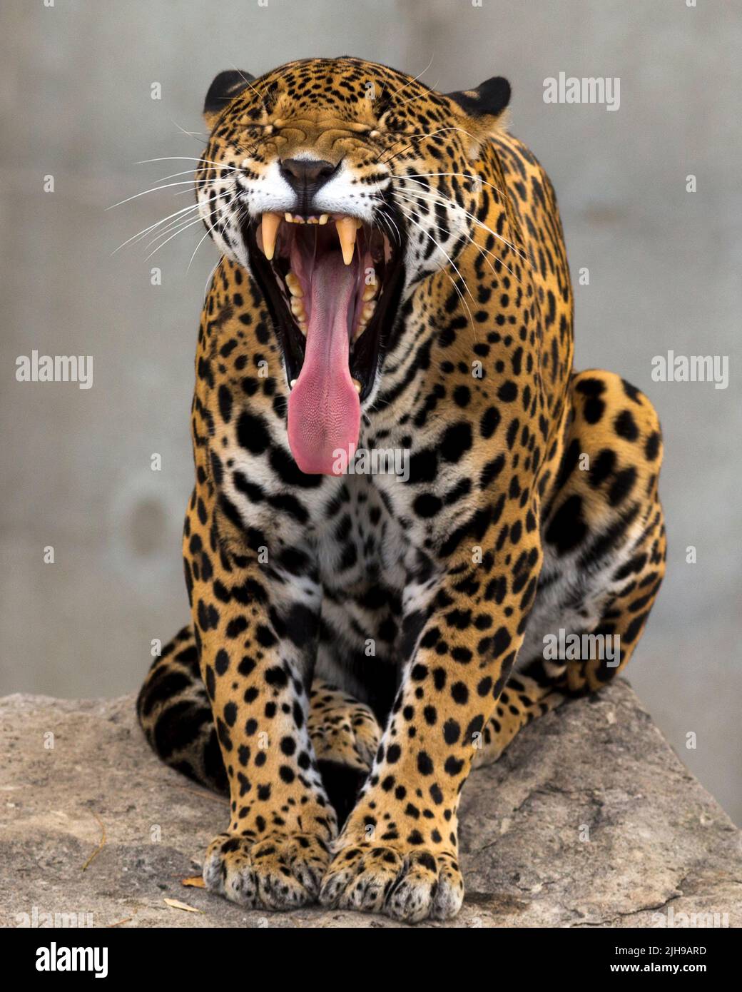 Portrait of a jaguar yawning with its tongue out Stock Photo Alamy