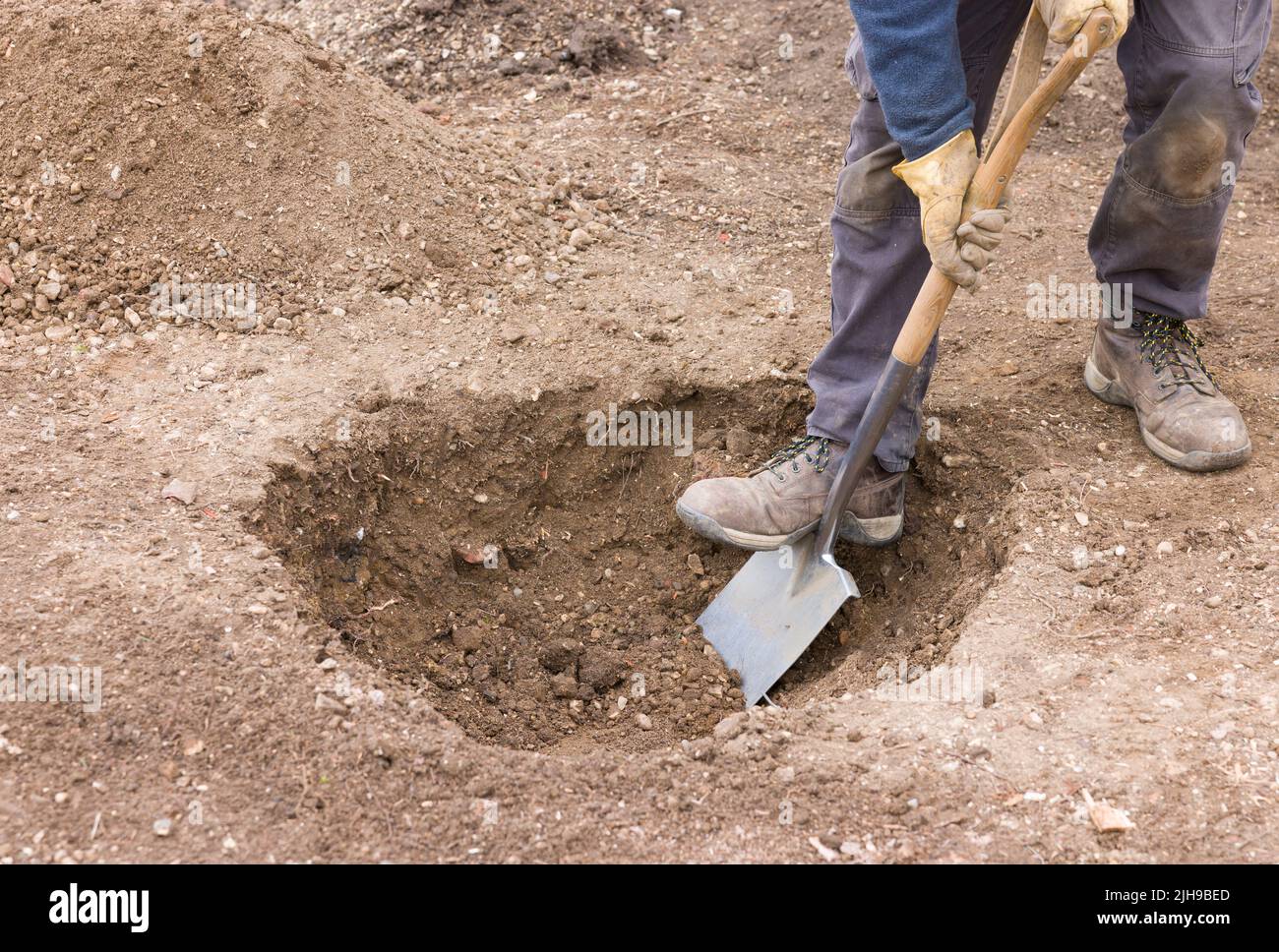 Gardener digging a hole in ground with a spade, preparing to plant a tree in a UK garden Stock Photo