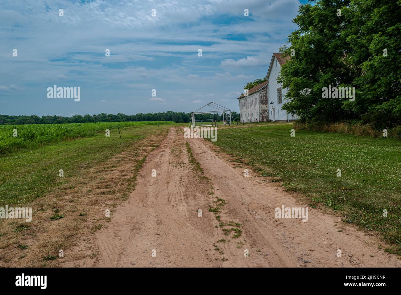 A wide angle photo of a dirt road between a green cornfield and a white farmhouse and barn. Stock Photo