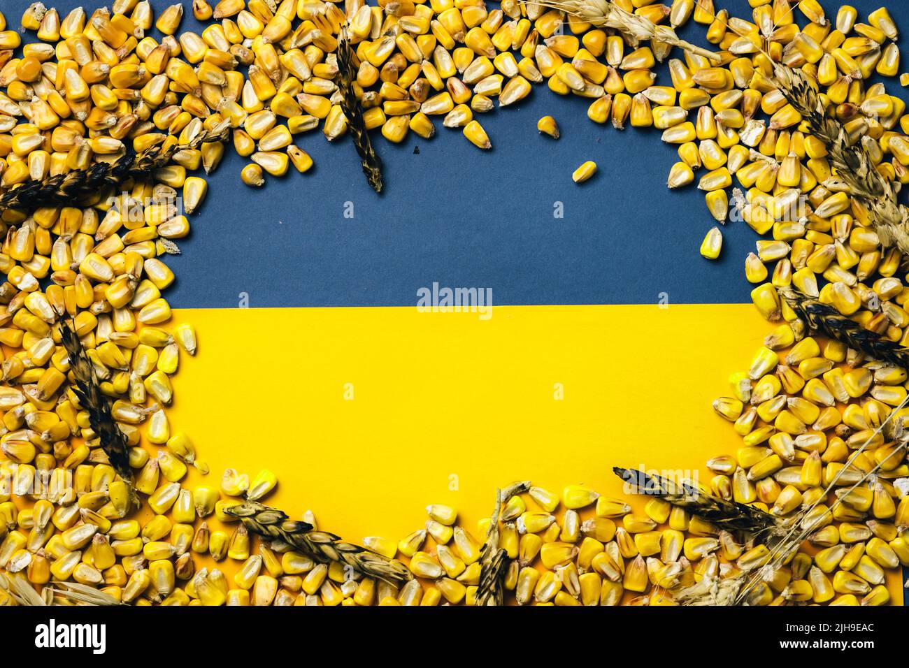 Corn grains abd burned ears of wheat on Ukrainian flag bavkground. Food world crisis 2022. Copy space Stock Photo