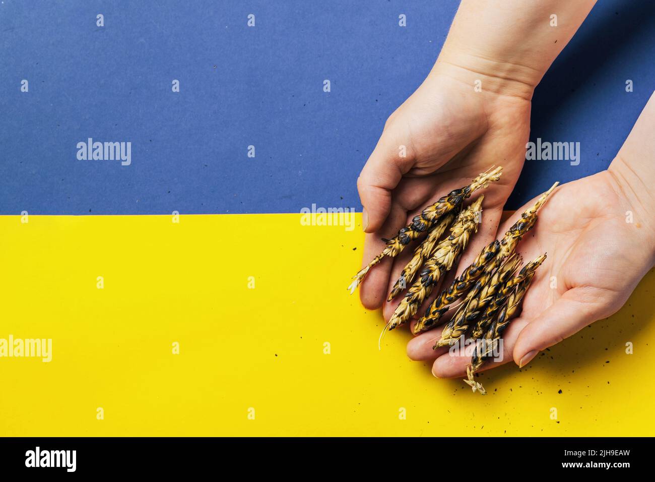 Hands holding burned ears of wheat on Ukarinian flag background. Global and European grain and wheat crisis after Russia's invasion of Ukraine 2022. Embargo and sanction for export of grain Stock Photo