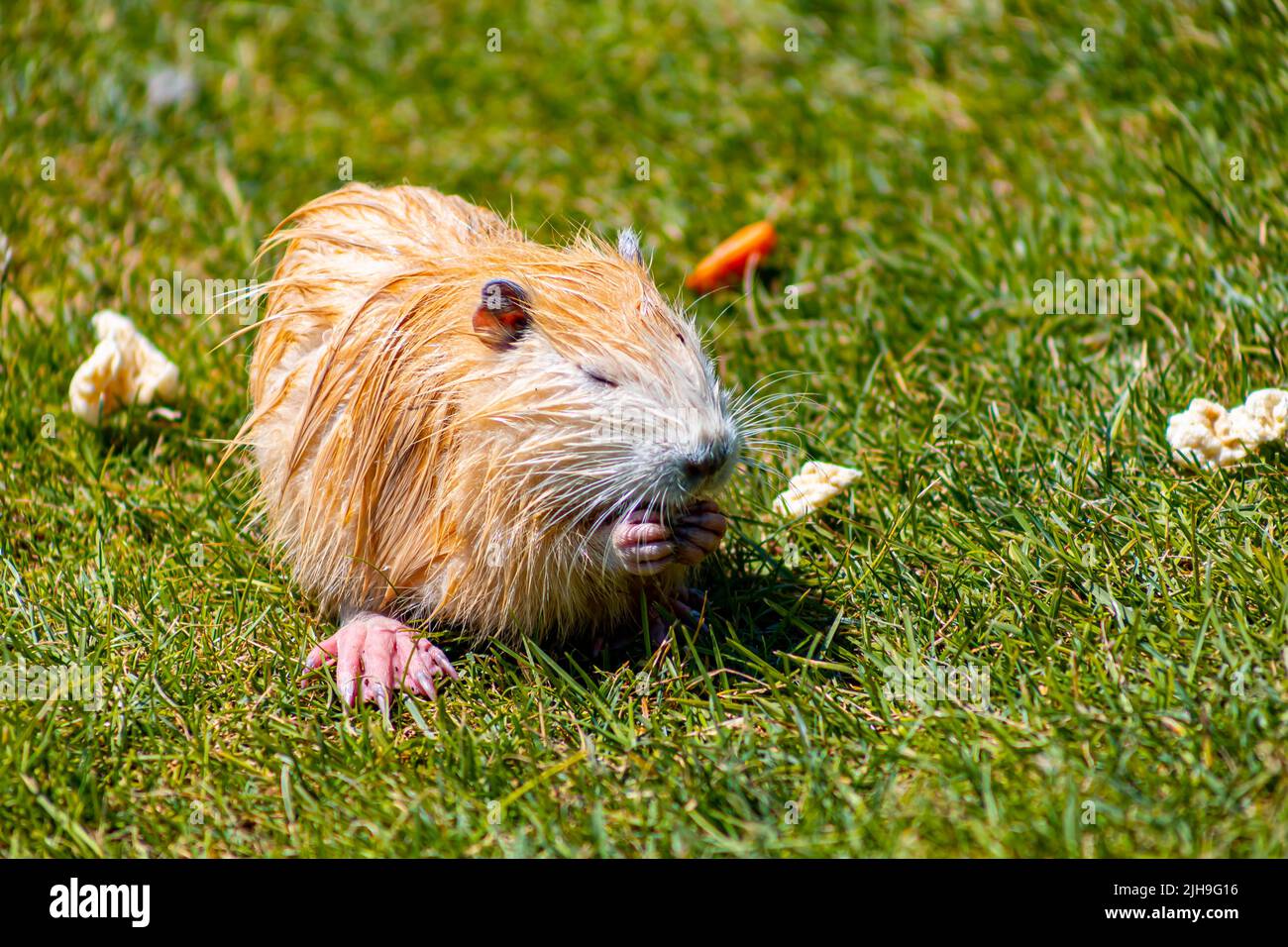 Nutria Eating Reeds red nutria gnaws food in the zoo on the lawn Stock Photo - Alamy