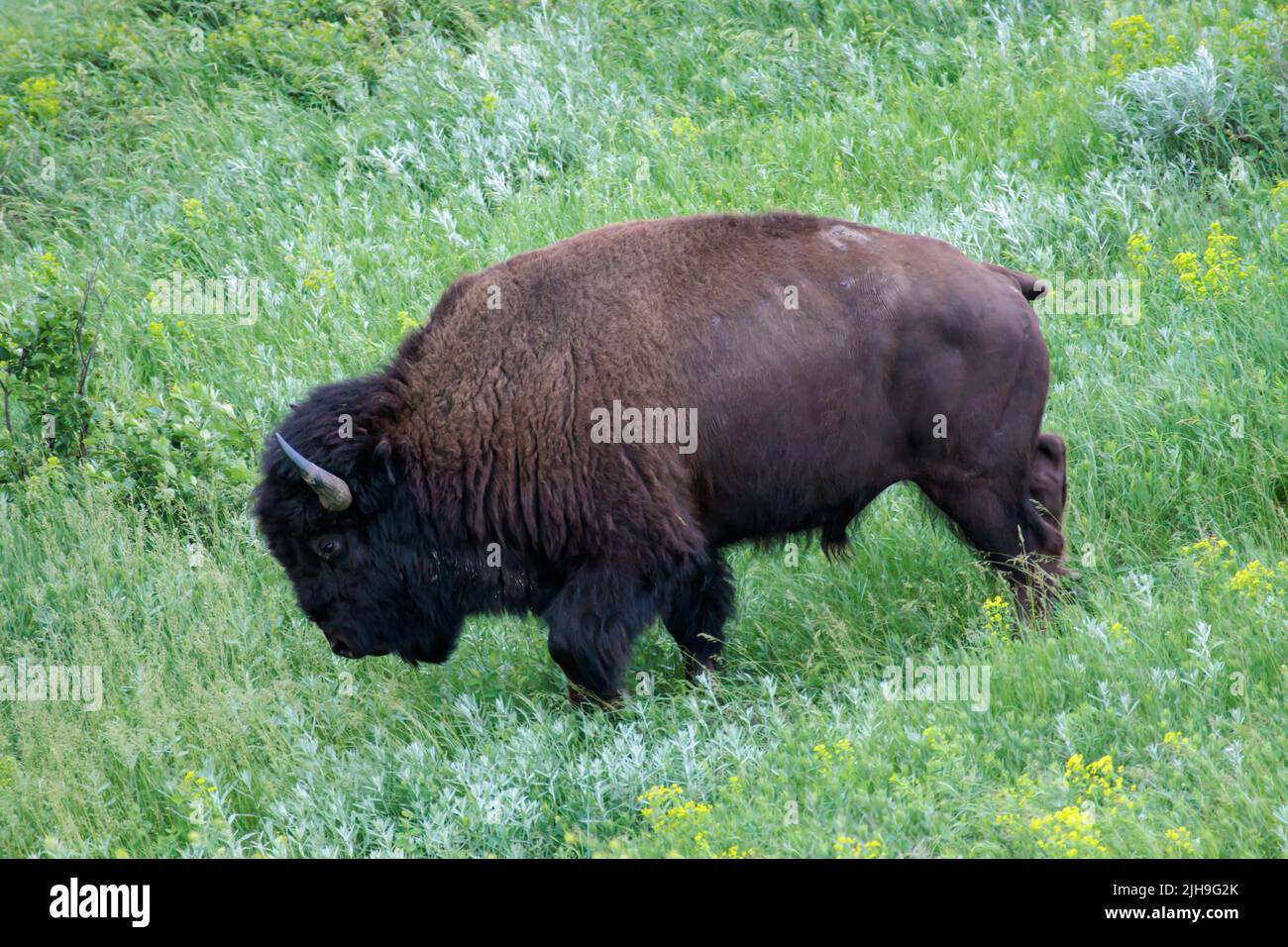 A large bison walks down a hill in a field of green grass at Theodore Roosevelt National Park in North Dakota Stock Photo